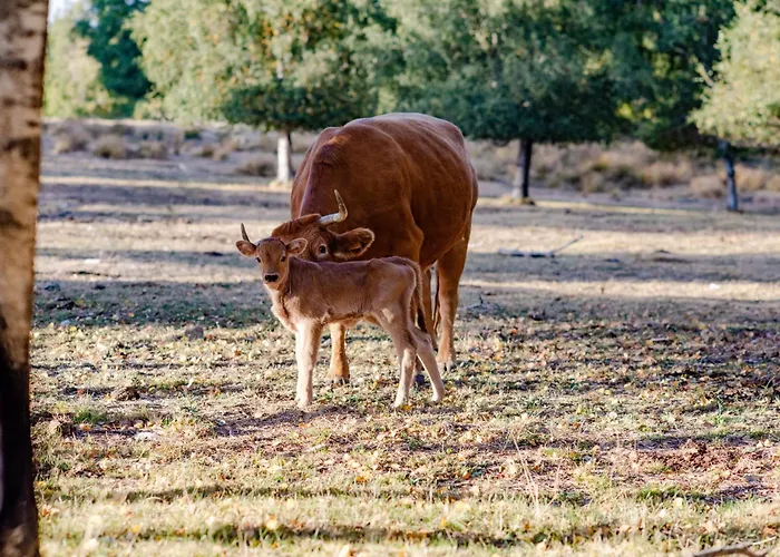 A Lagosta Perdida