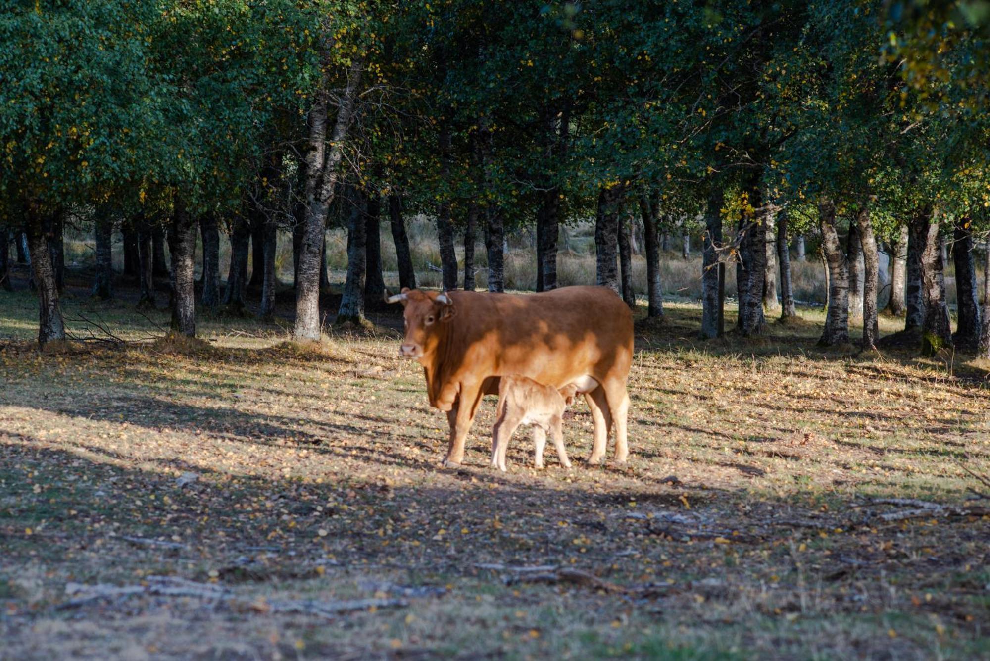Séjour à la campagne A Lagosta Perdida *