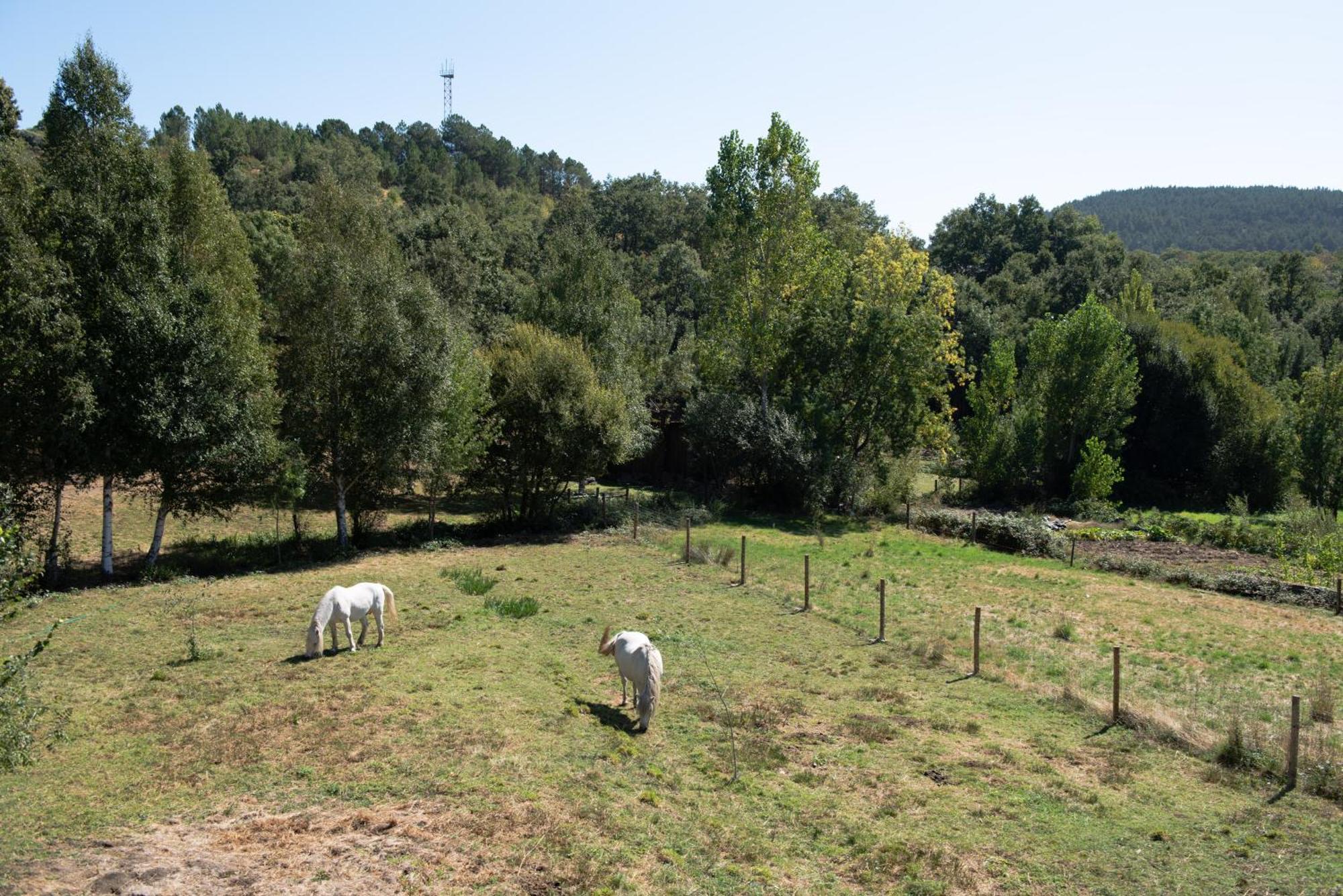 A Lagosta Perdida * Montezinho